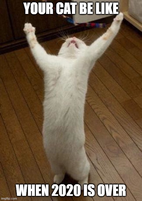 the big boy cat Imgflip