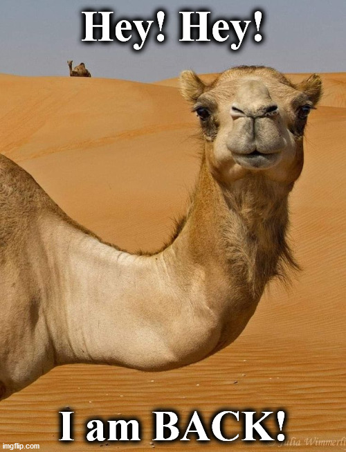 Image tagged in camel Imgflip