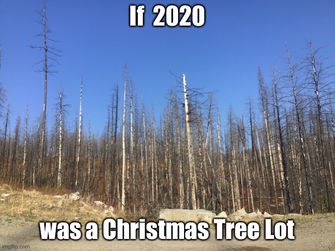 2020 Christmas Trees. CHEAP! Imgflip