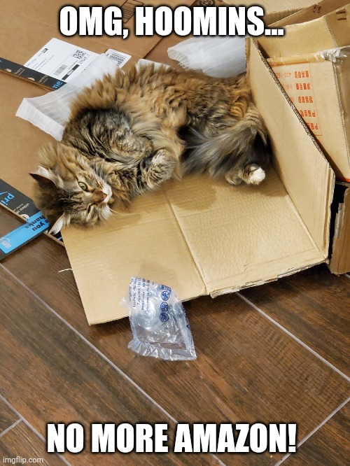 Amazon Cat Imgflip