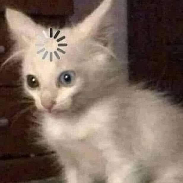 Loading Cat Blank Template Imgflip