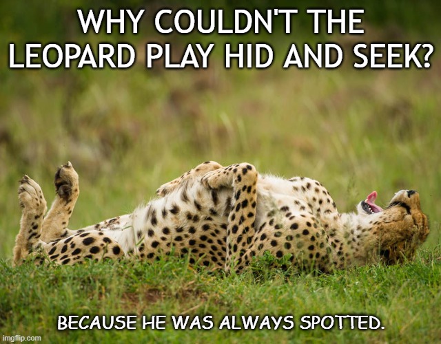 LAUGHING HARD LEOPARD Memes Imgflip