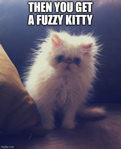 Fuzzy white kitten Imgflip