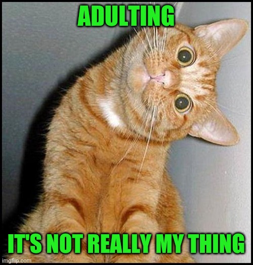 adulting it's not really my thing Imgflip