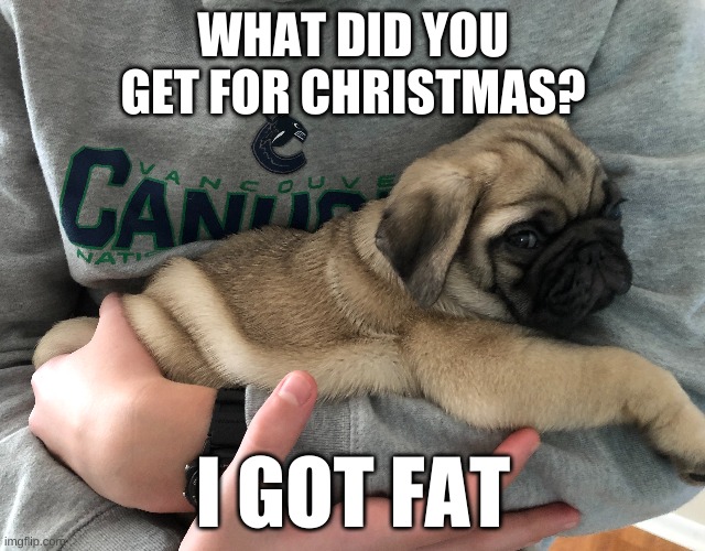 Image tagged in funny,pug,funny memes Imgflip