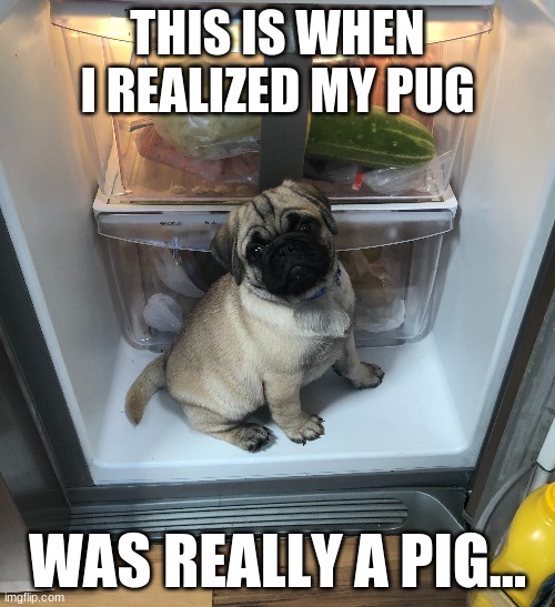Pugs are really just pigs spelled wrong... Imgflip