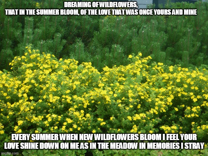 Wildflowers Imgflip