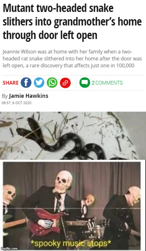 Two heads snake Imgflip