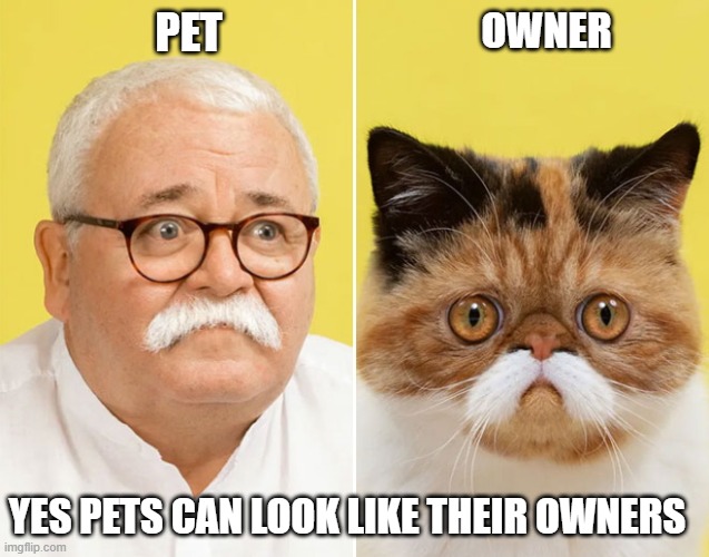pets and owners look alike Imgflip