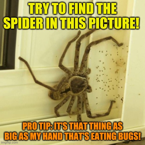 Giant spider! Imgflip
