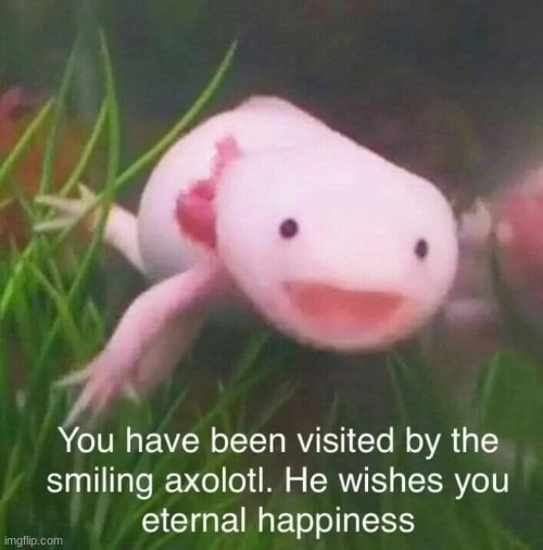 Image tagged in wholesom axolotl Imgflip