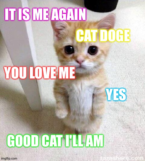 Cute Cat Meme Imgflip