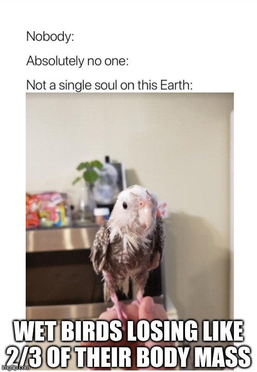 nobody absolutely nobody birb Imgflip