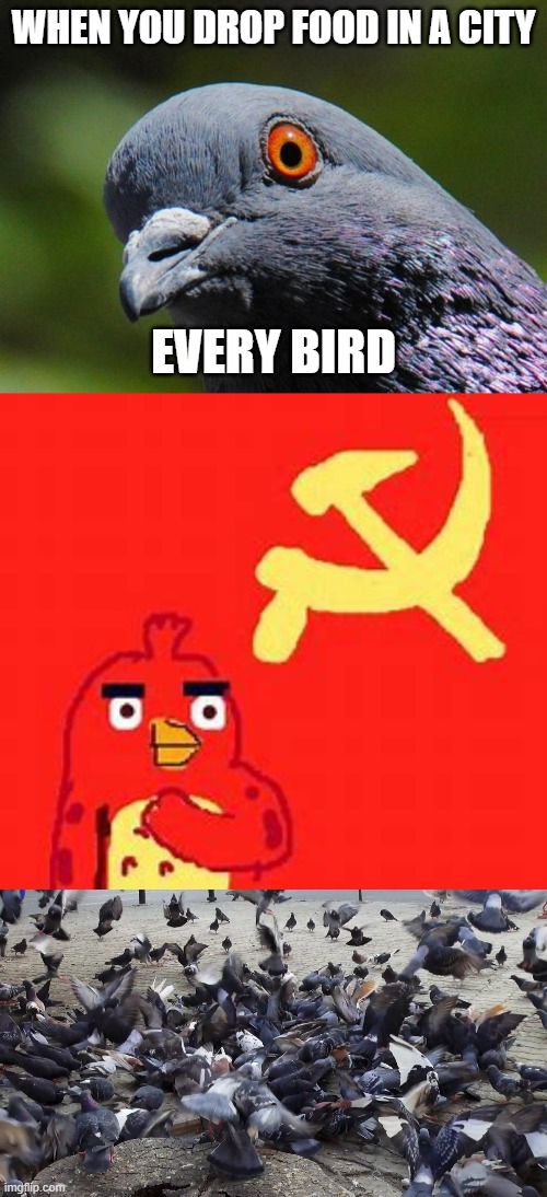 Commonest birds Imgflip