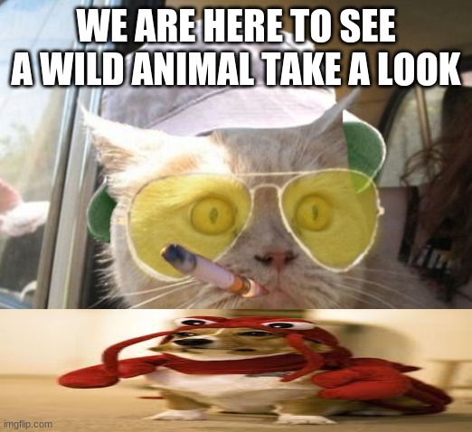 Fear And Loathing Cat Meme Imgflip