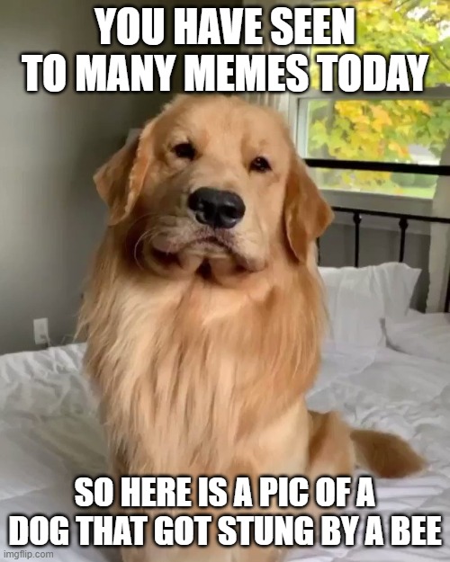 Image tagged in stung by a bee,tucker budzyn,dog Imgflip