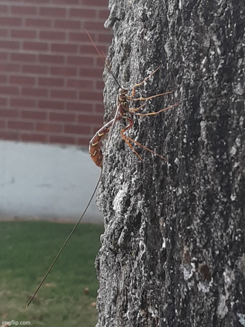 This has a big stinger Imgflip