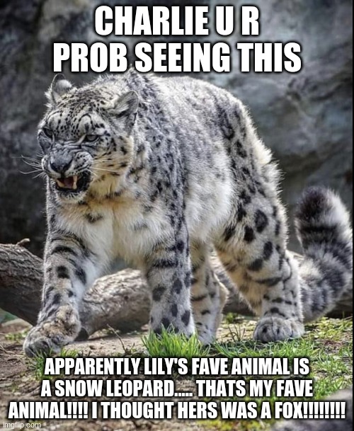 Angry snow leopard Imgflip