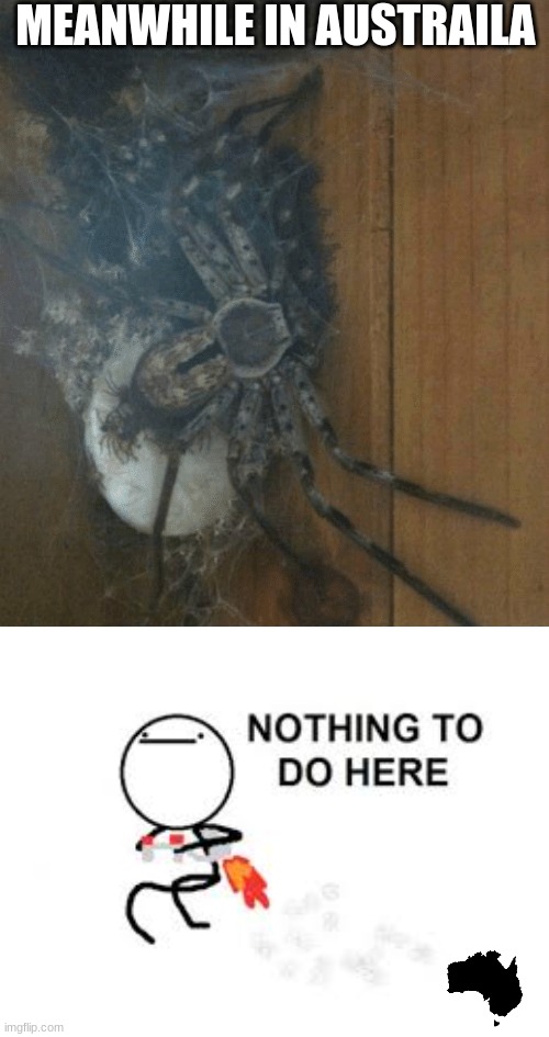Image tagged in memes,nothing to do here,spider,meanwhile in australia