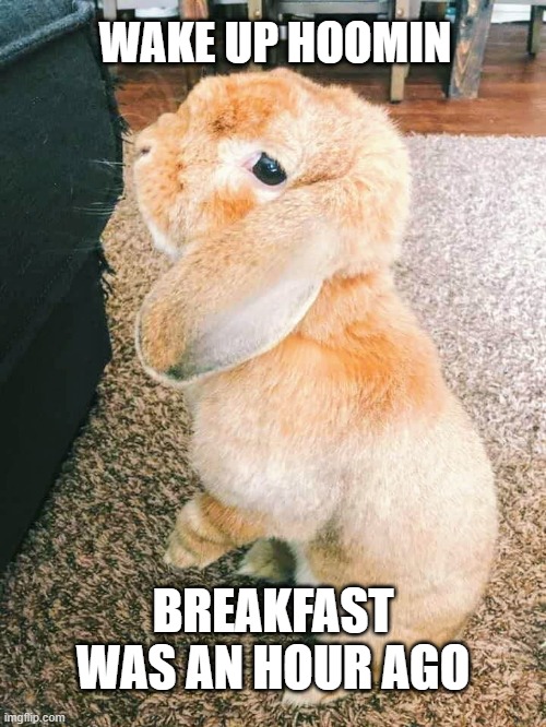 Bunny Imgflip