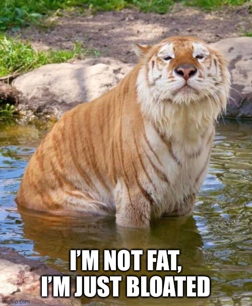Chonky Tiger Imgflip
