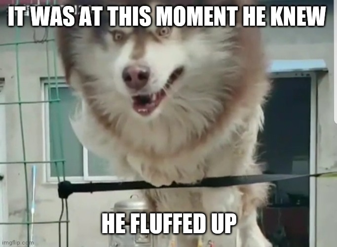 Dog Realization Imgflip