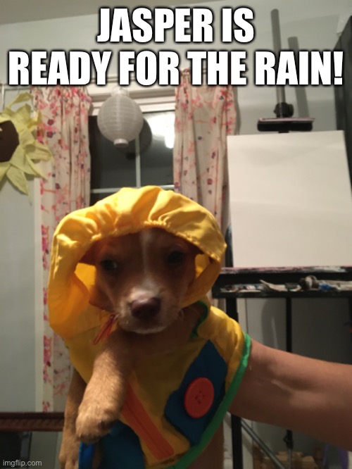 Jasper loves his raincoat Imgflip