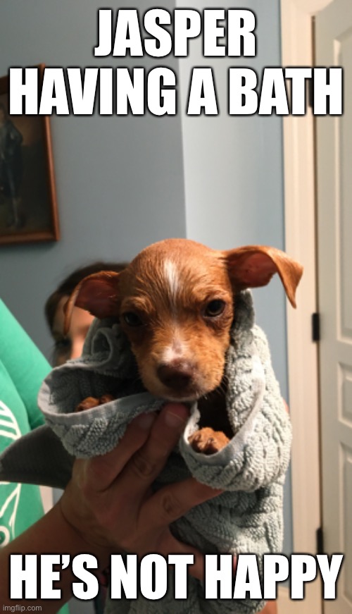 Jasper does not like baths Imgflip