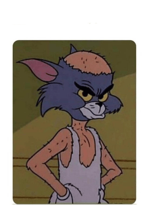 bald cat Blank Template Imgflip