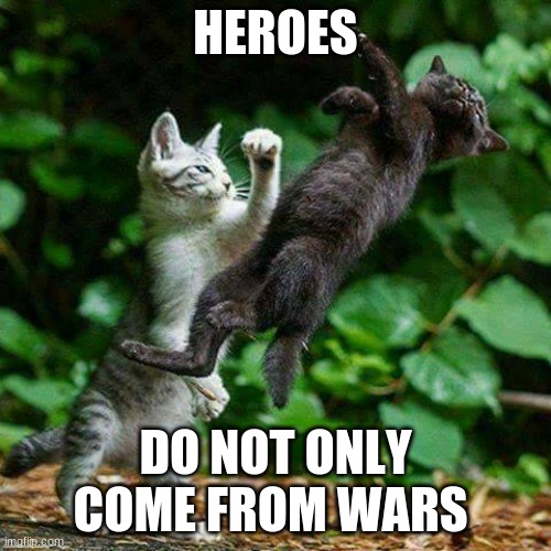 cat fight Memes & GIFs Imgflip