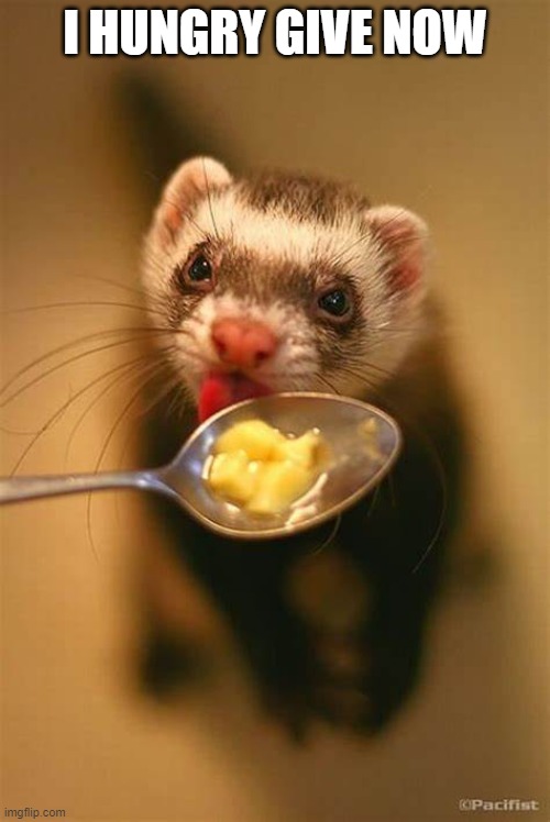 silly ferret Imgflip