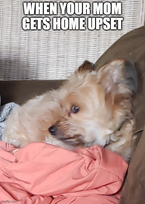 Timid Toby Imgflip