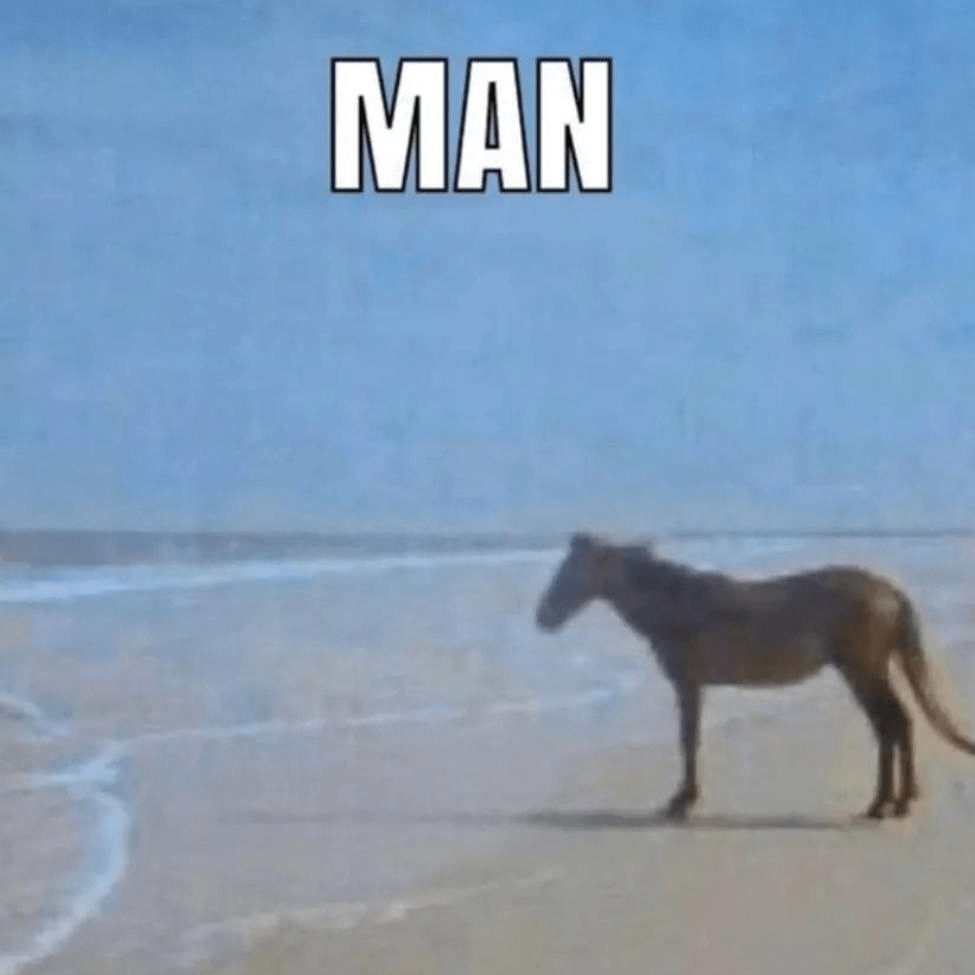 Horse looking at sea Blank Template Imgflip