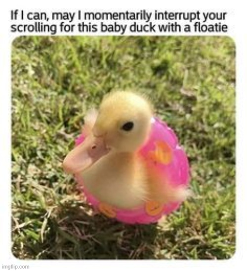 DUCKS Memes & GIFs Imgflip