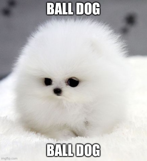 ball dog Imgflip