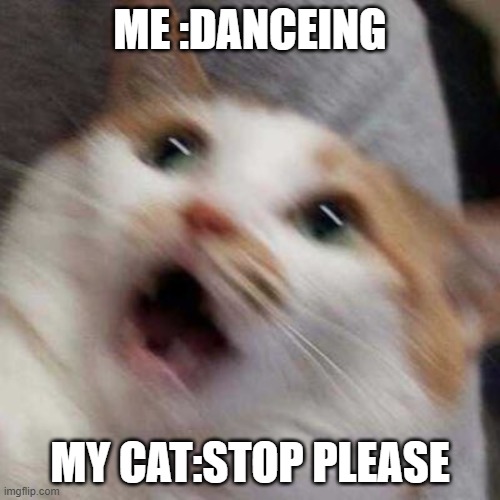Oh no Cat Imgflip