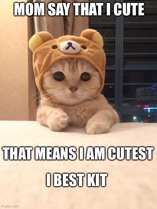 Cutest Cat Imgflip