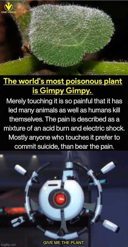 Image tagged in give me the plant,memes Imgflip