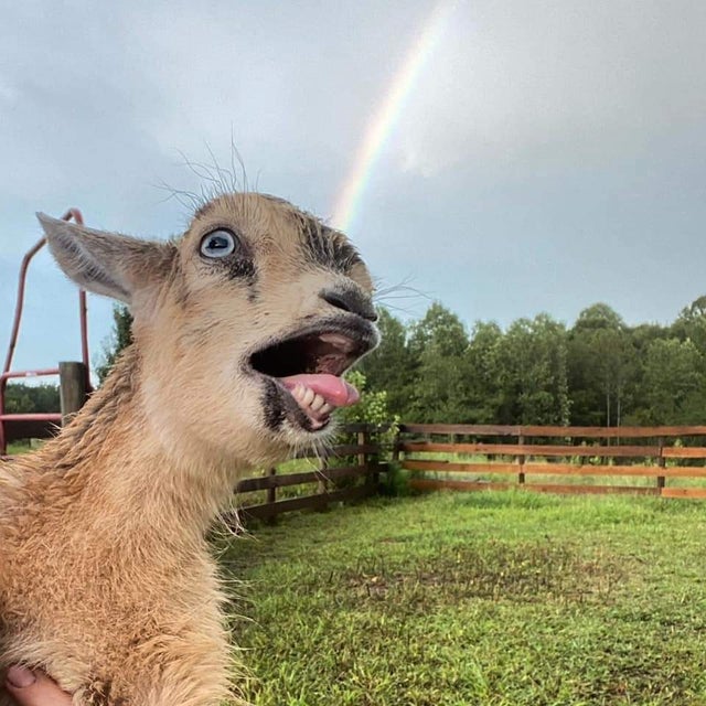 Rainbow goat Blank Template Imgflip