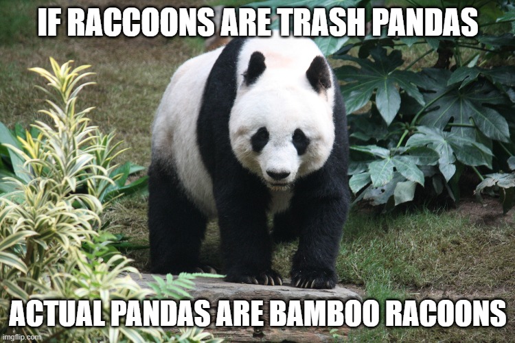 pandas Memes & GIFs Imgflip