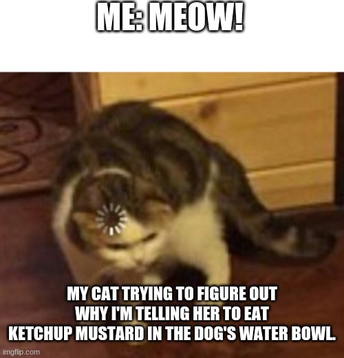 Cat don't understand Imgflip