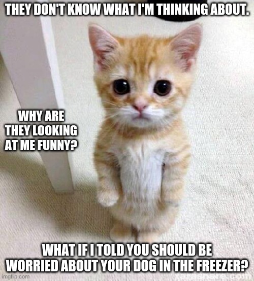 Why you looking at me? Imgflip