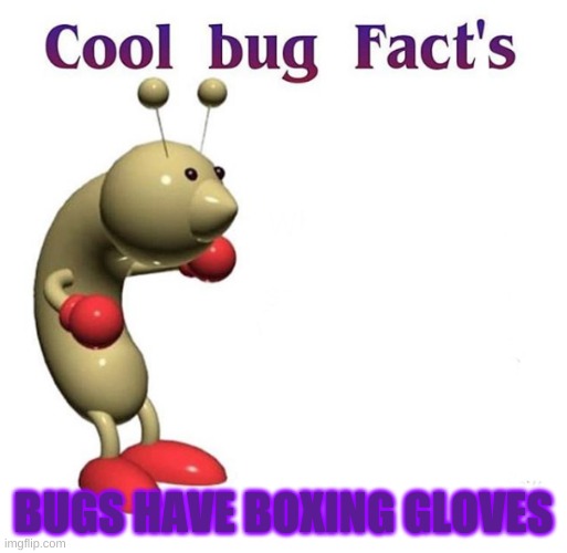 Boxing Gloves??? Imgflip