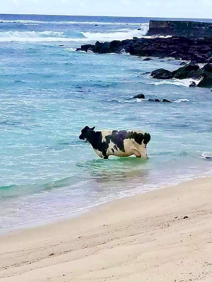 Bathing cow Memes Imgflip