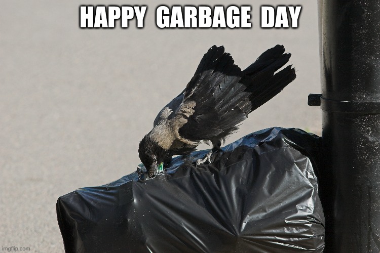 Hooded Crow Happy Garbage Day Imgflip