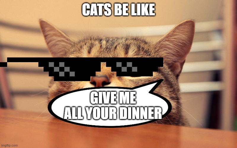 Cats be like Imgflip