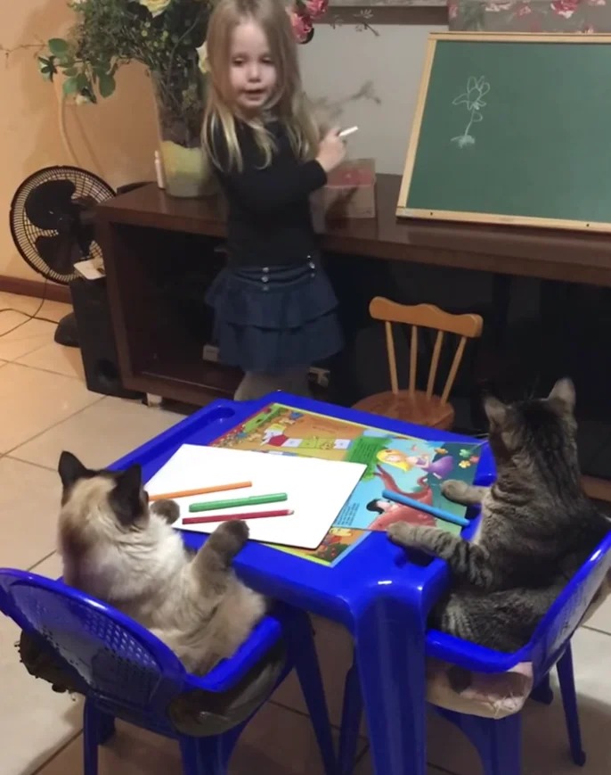 little girl teaching cats Blank Template Imgflip