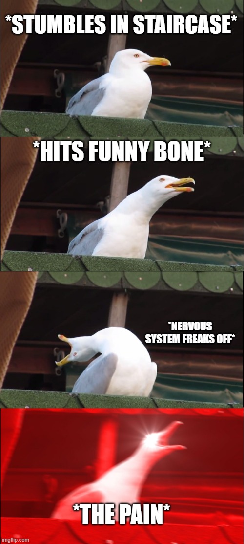 Nervous System in a Nutshell Imgflip