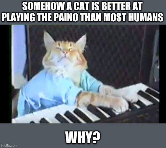 Keyboard Cat Imgflip