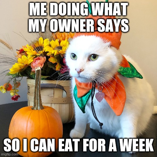 Halloween cat Imgflip